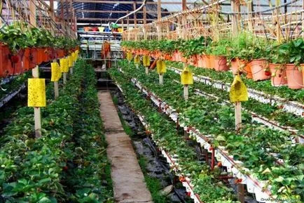 Cultivarea plantelor de căpșun în fotografie cu efect de seră