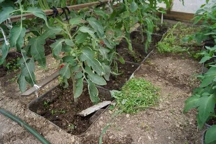 tomate Cultivarea Tall într-o seră