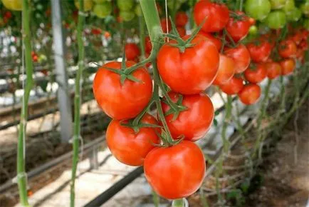 tomate Cultivarea Tall într-o seră