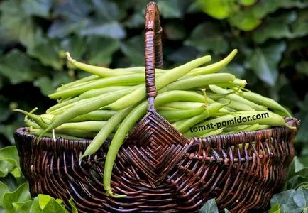 Grow leguminoase (sparanghel), fasole, o astfel de util și frumos, roșii cresc pe o țară