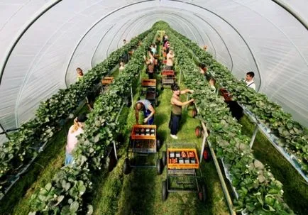 Epret termeszteni az üvegházban Photo