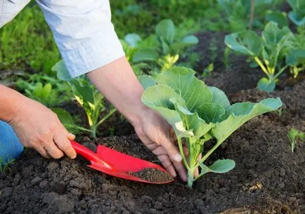 Cultivarea varză de îngrijire cuprinzătoare în grădină și grădină