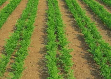 Cultivarea morcovi cum să crească o recoltă bună de semințe (secrete)