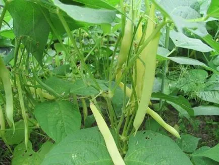 Cultivarea Fasole verde într-un teren deschis, fotografii