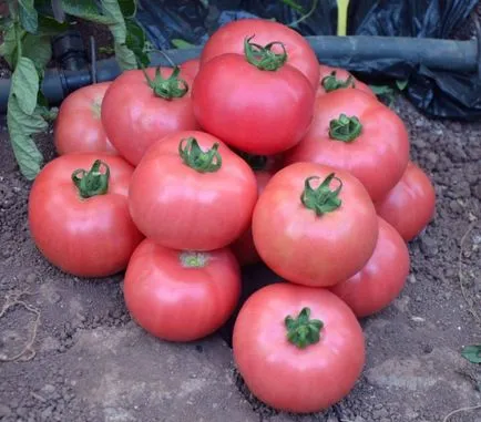 Tall домати най-добрите сортове на открито дават храсти, разсад растат