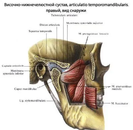 Разместване на темпоромандибуларната става видове, лечението