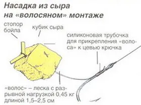 Улавянето кефал сирене - риболов - информация и забавление портал