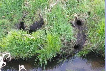 VOLES de apa descriere, fotografii, metode de control