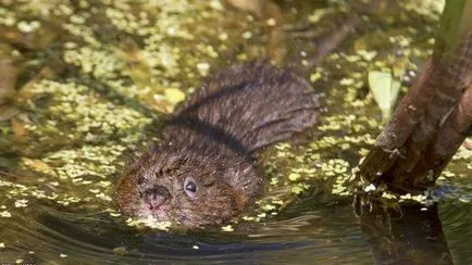 VOLES de apa descriere, fotografii, metode de control