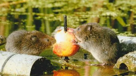 VOLES de apa descriere, fotografii, metode de control