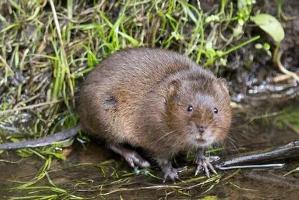 VOLES de apa descriere, fotografii, metode de control