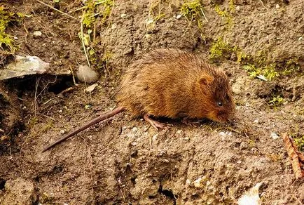 Víz patkány víz pocok (Arvicola terrestris) kép, a megjelenése a mérete színező leírás