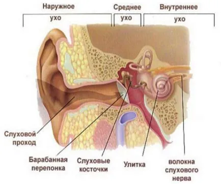 Възпалението предизвиква слуховите пасаж, симптоми и лечение