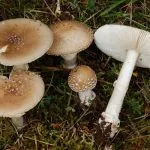 Mérgező gombák (40 fotó) típusok, hogyan kell meghatározni a hegesztés, megkülönböztetni ehető, miért nem