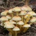 Mérgező gombák (40 fotó) típusok, hogyan kell meghatározni a hegesztés, megkülönböztetni ehető, miért nem