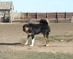 kutyafajta jellemző a burját-mongol farkaskutya vagy hotosho