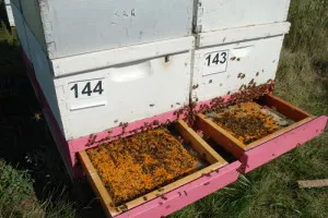 pollen tárolás szabályai az adatgyűjtés és az eltarthatósága virágpor