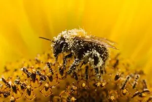 pollen tárolás szabályai az adatgyűjtés és az eltarthatósága virágpor