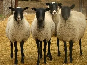 Romanov fajta bárányok, juhok Romanov, az átlagos súlya juhokat a hónap és az éves