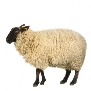 Romanov fajta bárányok, juhok Romanov, az átlagos súlya juhokat a hónap és az éves