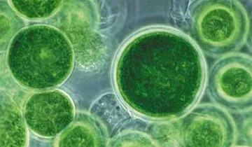 Chlorella - zöld alga