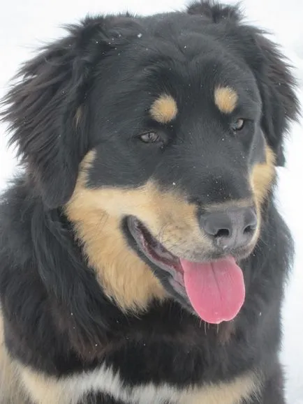 kutyafajta jellemző a burját-mongol farkaskutya vagy hotosho