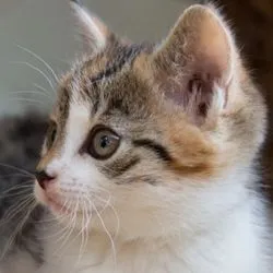 Betegség macskák karmait (tünetek, okok, kezelés) - szól macskák és macskák szeretettel