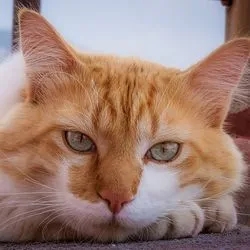 Заболяване при котки нокти (симптоми, причини, лечение) - Всичко за котки и котки с любов