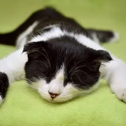 Заболяване при котки нокти (симптоми, причини, лечение) - Всичко за котки и котки с любов