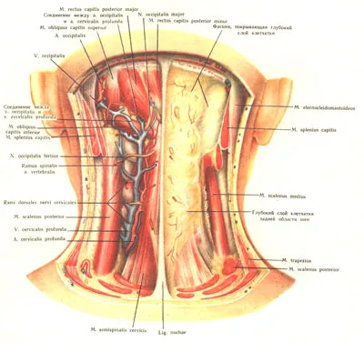 A nyak hátsó részén - Orvostudomány