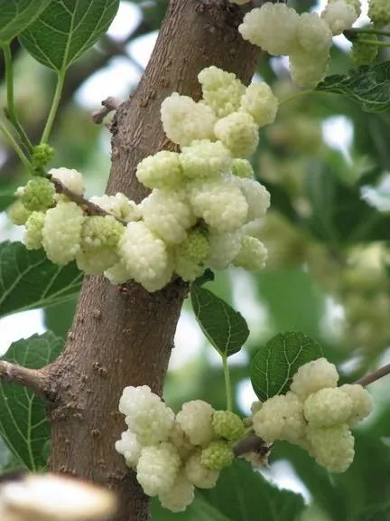 Fructe de padure, cum ar fi murele