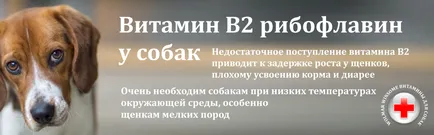 Заболяванията и препоръки за ротвайлер