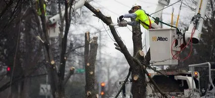 îndepărtarea licite a arborilor - algoritm de acțiune