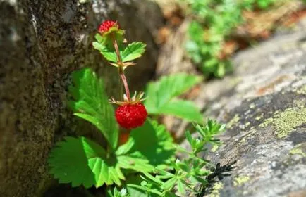 Fructe de padure, cum ar fi murele