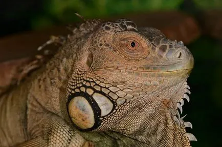 Zöld leguán (Iguana iguana) - exolife, minden a hüllők