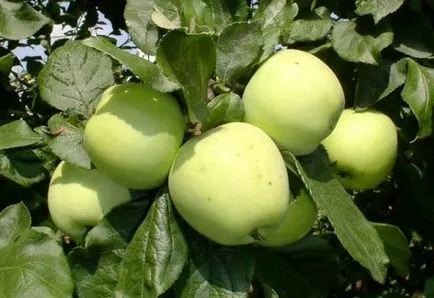 Green разнообразие ябълка, хранителна стойност, полза и вреда, използвани в готвенето, снимки