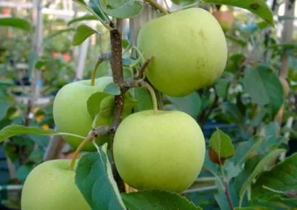 Green разнообразие ябълка, хранителна стойност, полза и вреда, използвани в готвенето, снимки