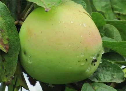 soiul de măr verde, valoarea nutritivă, beneficii și rău, utilizate în gătit, fotografii