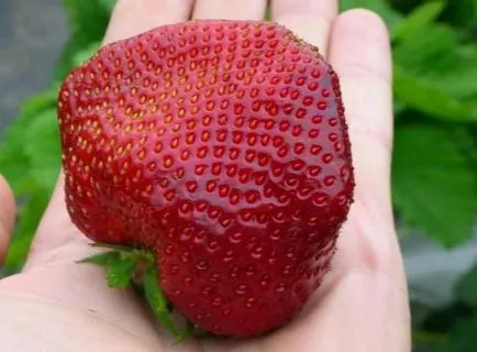 Едроплодните ягода най-добрите сортове, засаждане на семена, посадъчен материал, инструкции за пране,