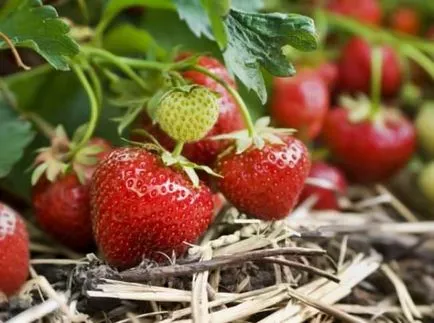 Едроплодните ягода най-добрите сортове, засаждане на семена, посадъчен материал, инструкции за пране,