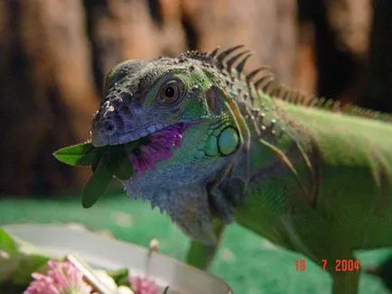 Green Iguana (iguane) - exolife, toate despre reptile