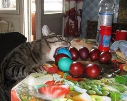 15 котки, които са забравили да се хранят, както и много напразни - пресни неща