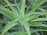 Aloe, tratament aloe vera