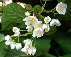 Actinidia (kiwi) - karbantartás, ültetés, termesztés, emelni a növények!