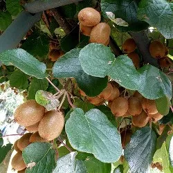 Actinidia (kiwi) - karbantartás, ültetés, termesztés, emelni a növények!