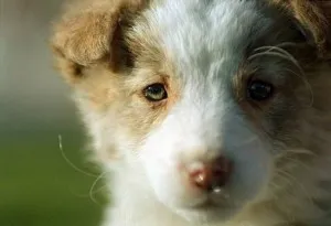 Aidi (Atlas Shepherd Dog) - istoria rasei, caracterul, aspectul, conținutul