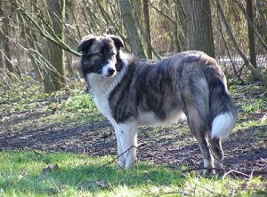 Aidi (Atlas Shepherd Dog) - istoria rasei, caracterul, aspectul, conținutul