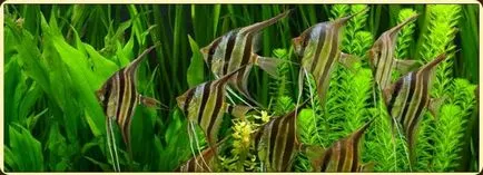 Angelfish водене аквариум и размножаване