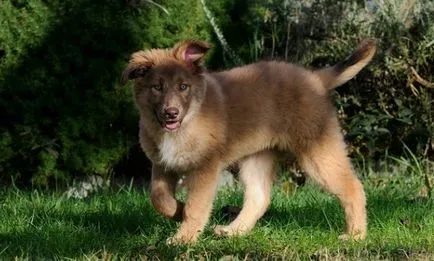 Aidi (Atlas Shepherd Dog) - istoria rasei, caracterul, aspectul, conținutul