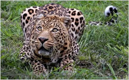 fotografie african leopard, video, descriere prădător, caracter